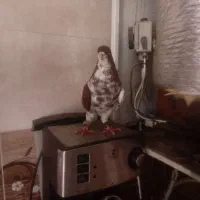 کبوتر چپ سرخ خال سیاه|پرنده|شیراز, کرونی(خاتونک)|دیوار