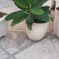 فروش ۴ عدد گل مرجان گل درشت|گل و گیاه طبیعی|بناب, |دیوار