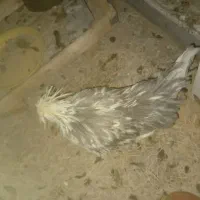 مرغ و خروس سلطان|حیوانات مزرعه|قم, بنیاد|دیوار