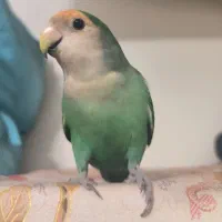 پرنده گمشده