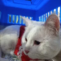 گربه پرشین کم یاب|گربه|شهریار, شهرک امیریه|دیوار