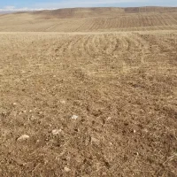 زمین دیم|فروش زمین و ملک کلنگی|زنجانرود, |دیوار