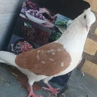 دوکت زرد نر مست
