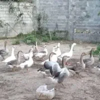 فروش غازهشت ماهه