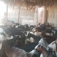 تعداد ۲۰ راس بز داشت