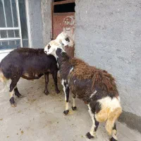 شیشک قوچ پلنگی