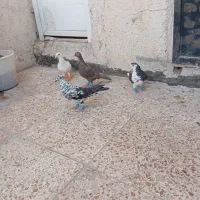 کبوتر رنگی خوشگل