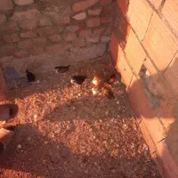 جوجه محلی کرچ شو|حیوانات مزرعه|بندر ترکمن, |دیوار