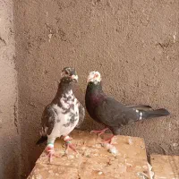 کفتر|پرنده|تربت جام, میان جام|دیوار