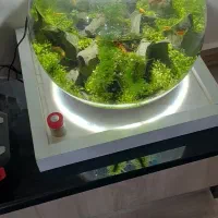 تنگ گیاهی همراه با ماهی|ماهی|تبریز, |دیوار