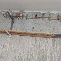 فنچ نرگسی و کرواتی یکجا ۱۳۰۰|پرنده|سبزوار, کراب|دیوار