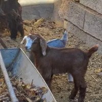 فروش بز|حیوانات مزرعه|میمه, |دیوار