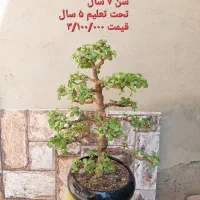 درختچه(نسا)جید ،کاکتوس|گل و گیاه طبیعی|کرمان, |دیوار