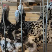 مرغ و خروس گلین چهل تاج ریشو|حیوانات مزرعه|اصفهان, کارلادان|دیوار