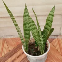 چهار نمونه گل  با هم 120|گل و گیاه طبیعی|ایذه, |دیوار