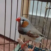 یه دونه فنچ نر سر حال