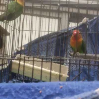 طوطی برزیلی جفت