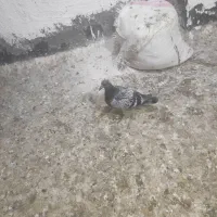 ۲۰تا کفتر آلمانی