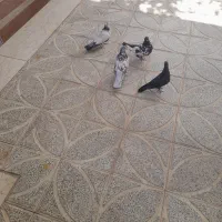 کبوتر|پرنده|حبیب آباد, |دیوار