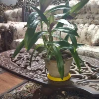 برگ انجیری و موسی درگهواره|گل و گیاه طبیعی|نیشابور, کوی فرهنگیان|دیوار