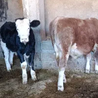 دوراس  گوساله نر سیمینتال