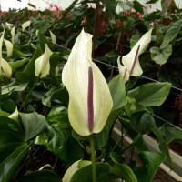 کارشناس و کارآموز گلخانه گل