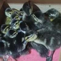 بچه اردک پروازی|حیوانات مزرعه|کیاشهر, |دیوار