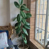 گل آپارتمانی