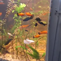 اکواریوم پلنت شیشه خم