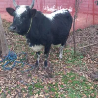 گاو شکمدار ورزا چالوسی