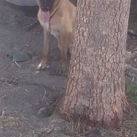 سگ ژرمن