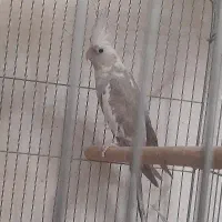 عروس هلندی ماده رنگ خاص