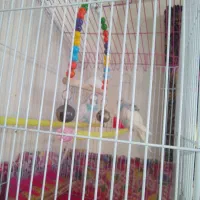 مرغ عشق|پرنده|نسیم‌شهر, |دیوار