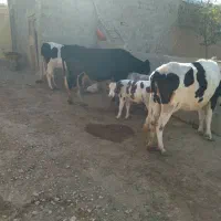 فروش گاوشیری|حیوانات مزرعه|کبودرآهنگ, |دیوار