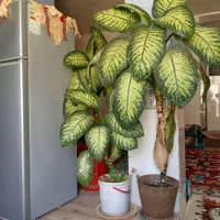 گل زیبا|گل و گیاه طبیعی|یاسوج, |دیوار