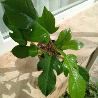 آنلاین شاپ گل|گل و گیاه طبیعی|گلبهار, شهر جدید گلبهار|دیوار