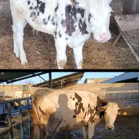 گاو شکم اول زایده شکم دوم آبستن نزدیک ب دوماه