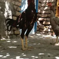 خروس لاری عتیقه افغان