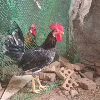 حیوانات مزرعه