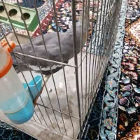 عروس هلندی فروش یا معاوضه