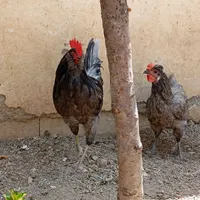 مرغ و خروس طوسی