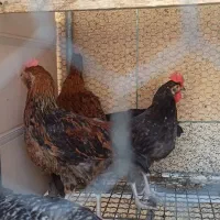 مرغ تخم گذار محلی و جوجه خروس محلی|حیوانات مزرعه|لار, |دیوار