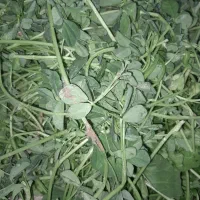 پاک کردن سبزی در منزل خودم امیرآباد