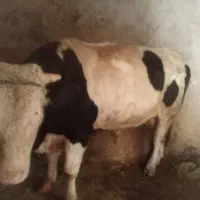 گاو سیمینتال|حیوانات مزرعه|موچش, |دیوار