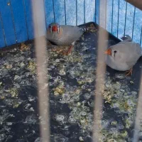 ۱ جفت فنچ با تخم قفس