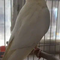 یک جفت عروس به شرط تخم و جوجه
