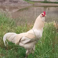 خروس دورگ لاری