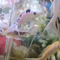 ماهی کوی .آنجل.لوچ.بلگ شاگ. گوارمی لجن خوار