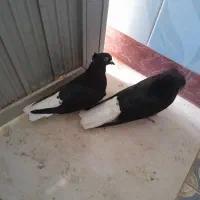 کبوتر اشعل وطوقی|پرنده|بندر ماهشهر, |دیوار