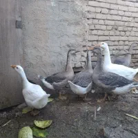 قوغاز
